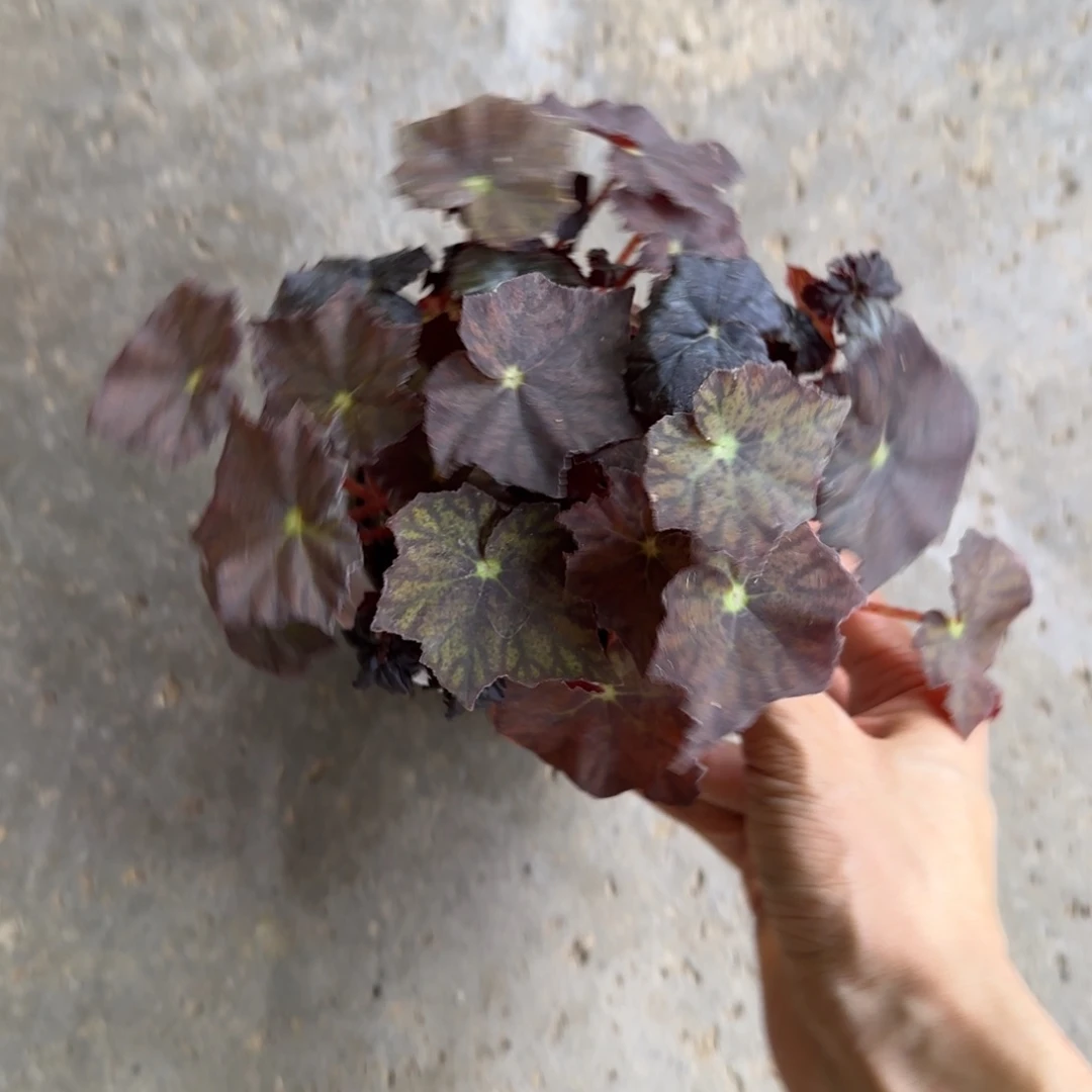 完全开放红丝绒秋海棠