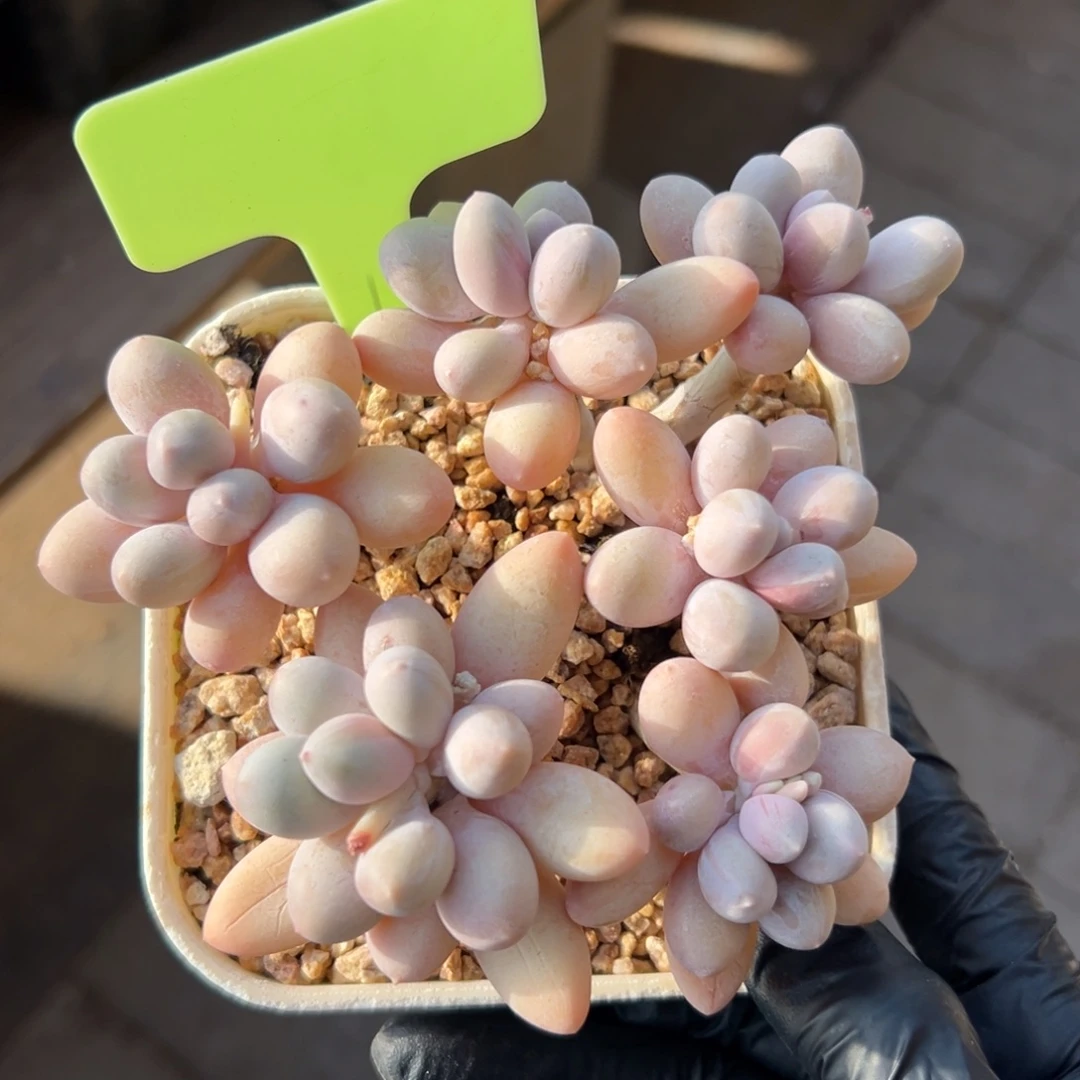 香水手指1111111111111