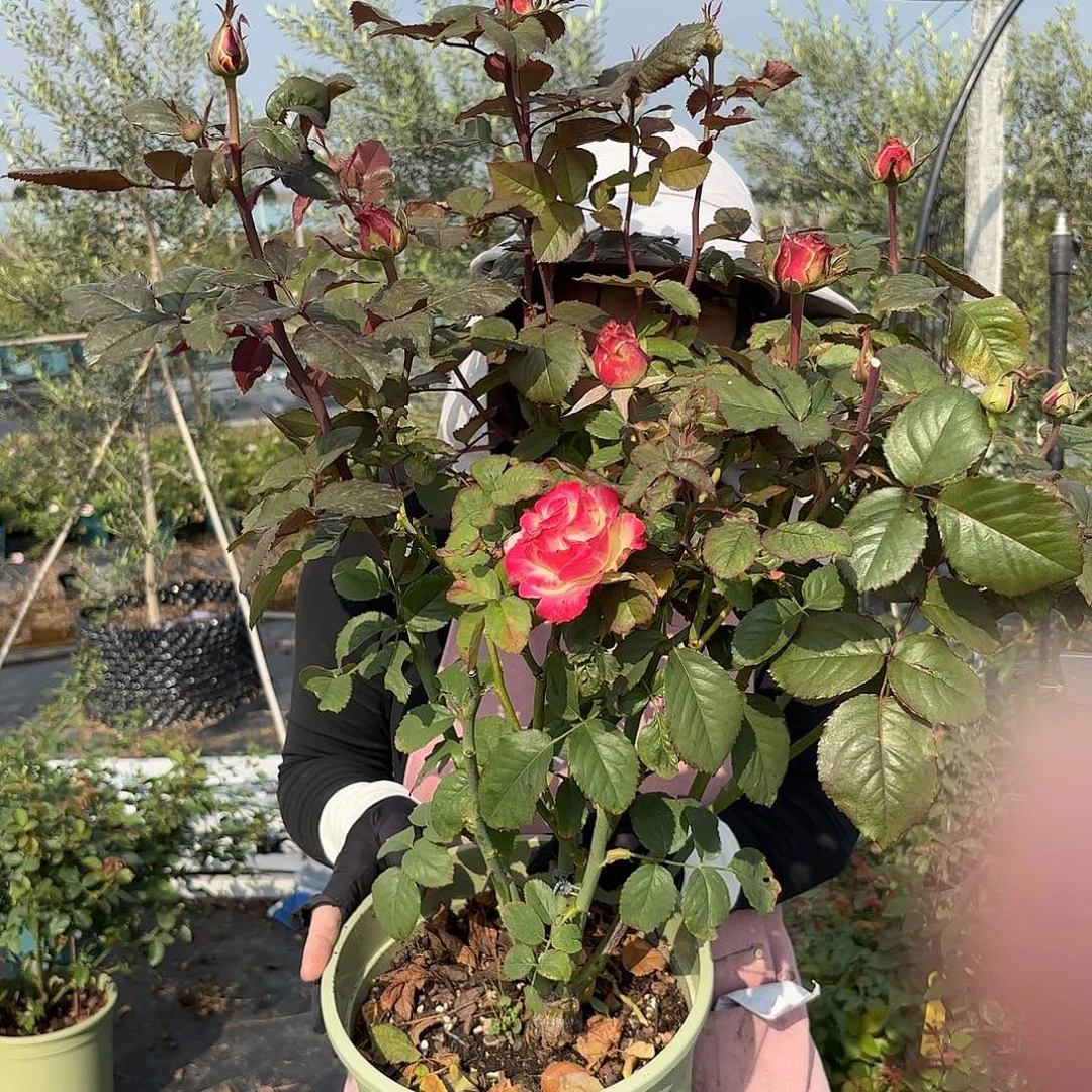 女皇陛下3加仑根接苗