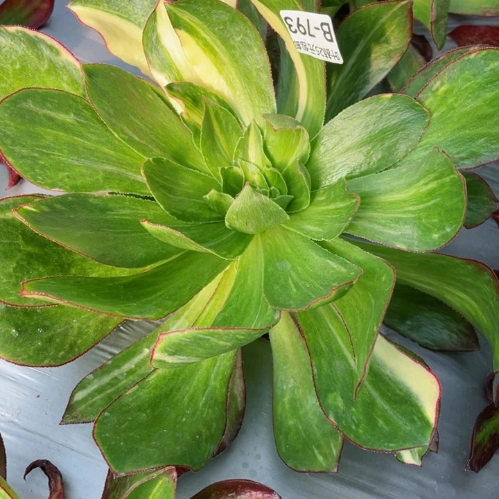 ✌️793魅影七彩多肉145678