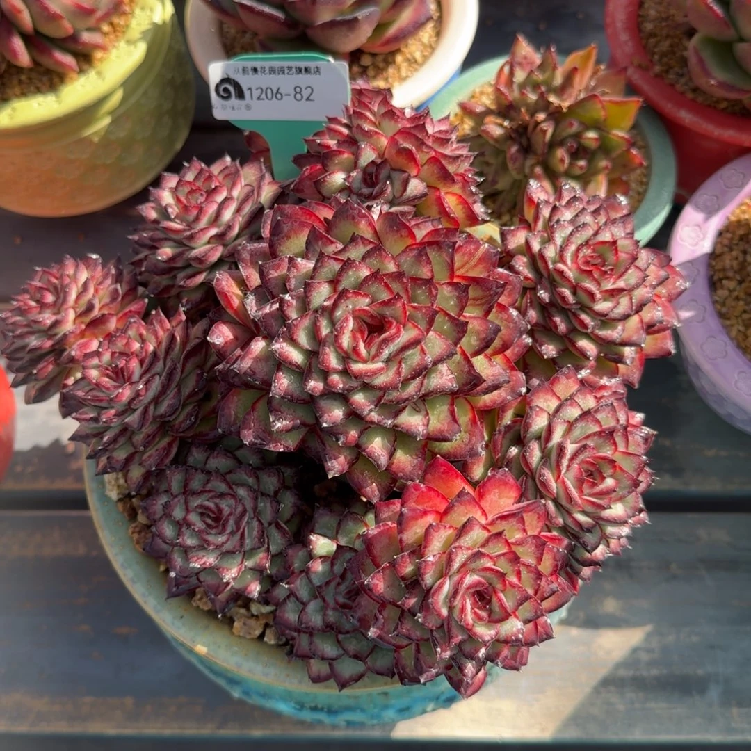 从前慢花园多肉编号1206.82