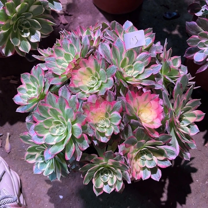 多肉植物海鲜00113