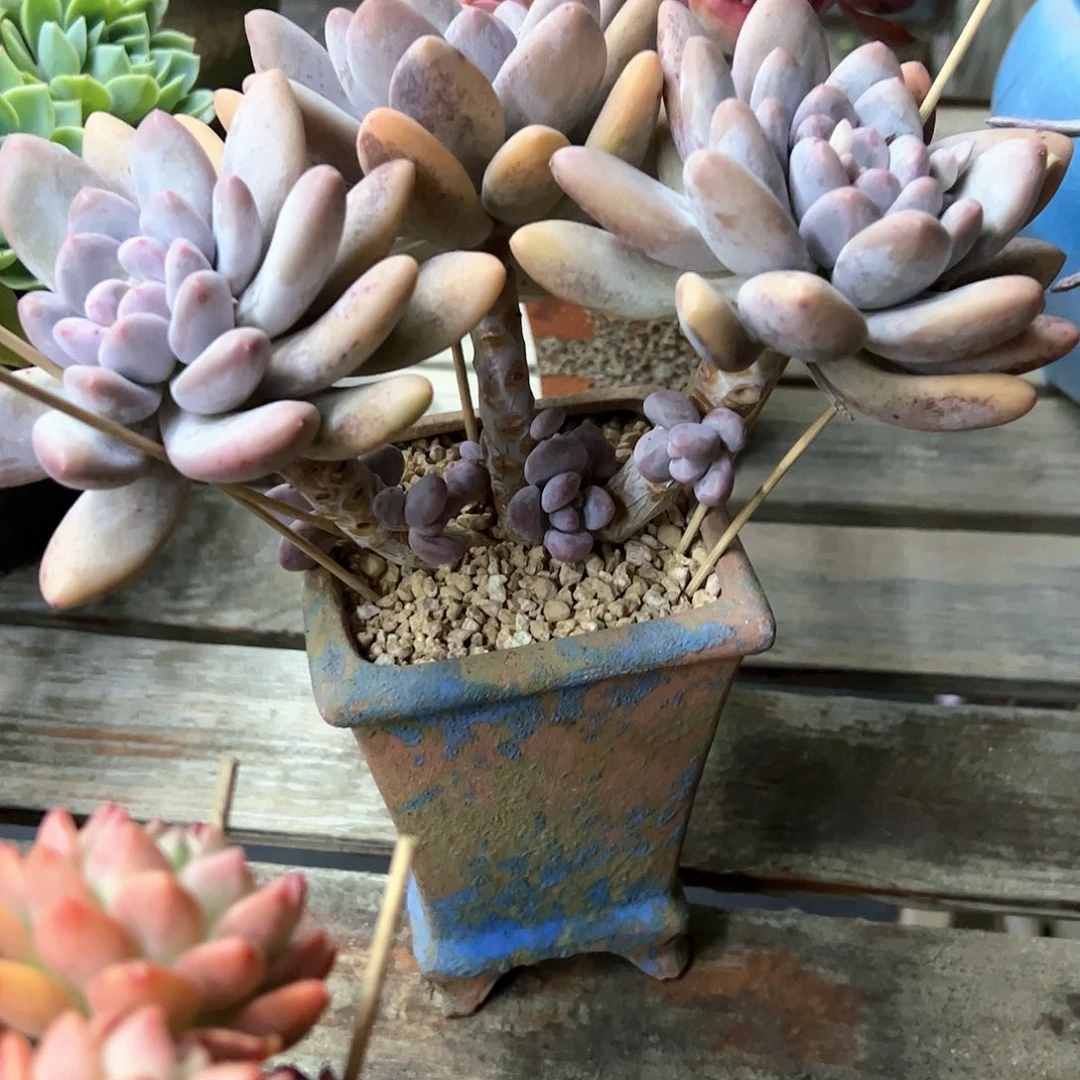 香水28 零零多肉植物