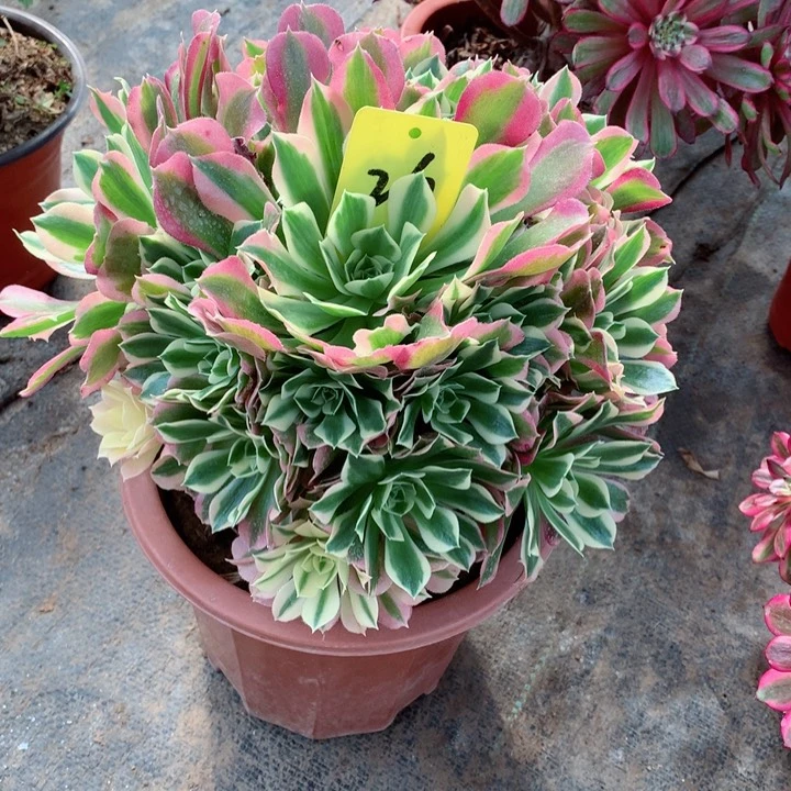 26白凤多肉一物一拍