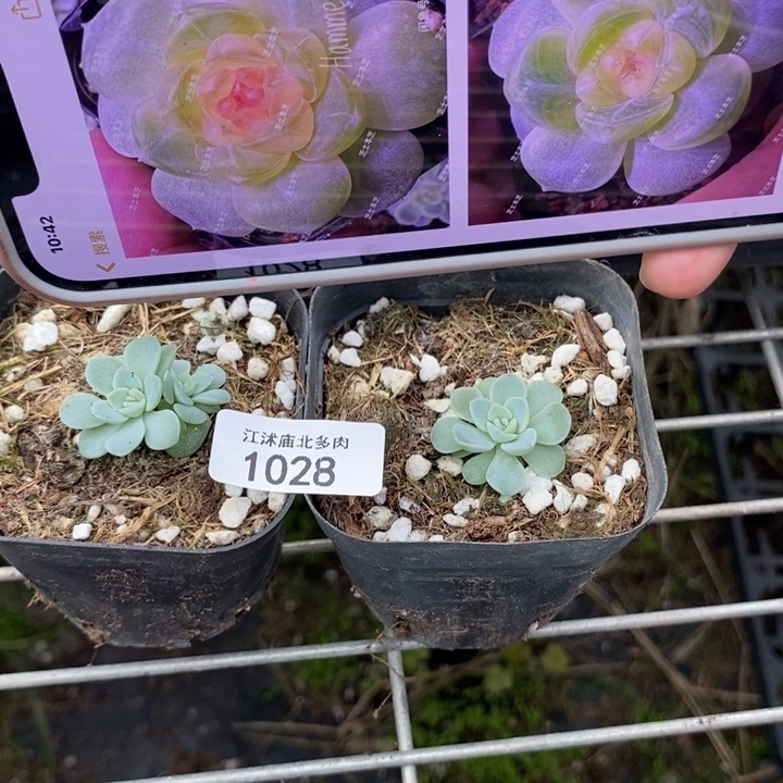 标1028甜心2909一个