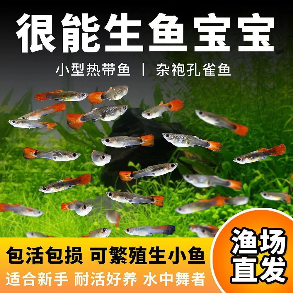 【孔雀鱼能生小鱼】小型热带观赏孔雀鱼常温水养简单耐活易养的胎生