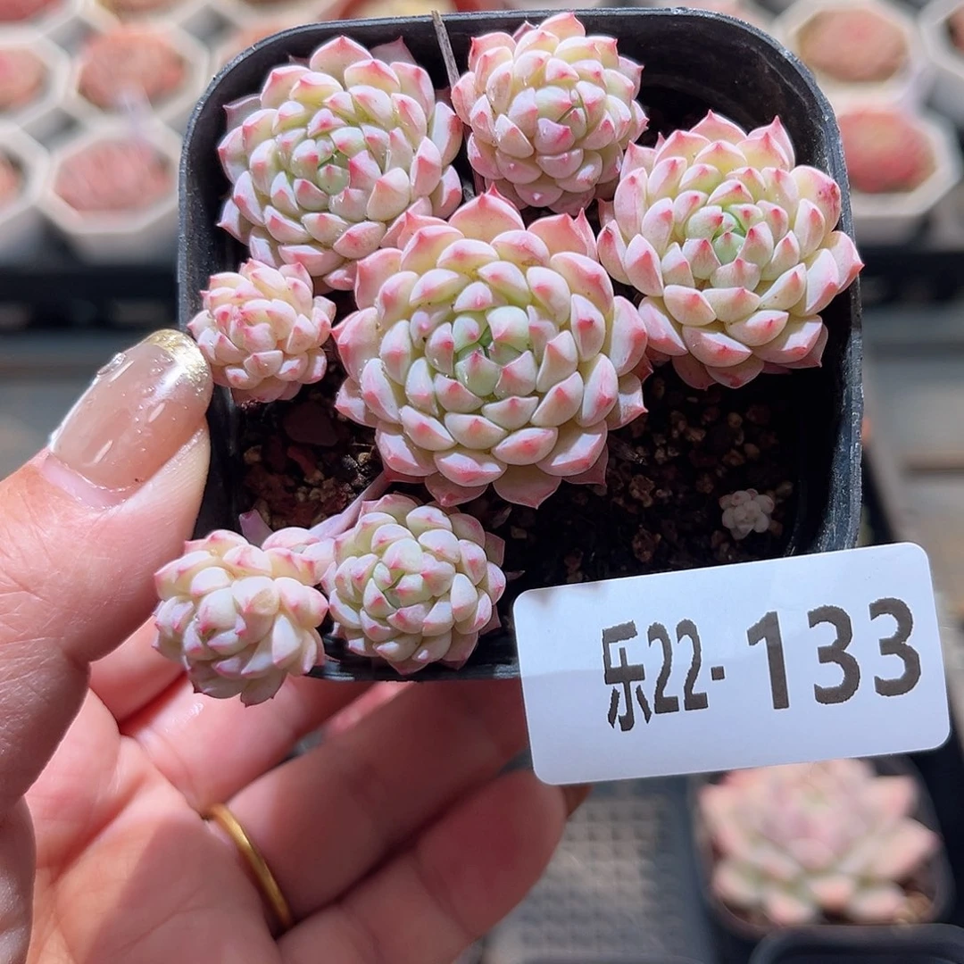 乐22-133 小粉梅群