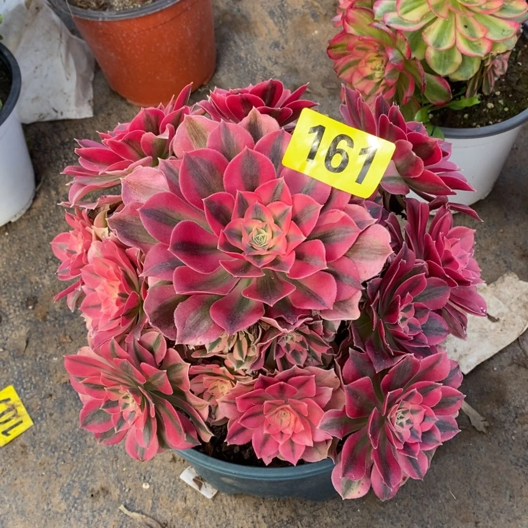 粉女巫多肉法师161