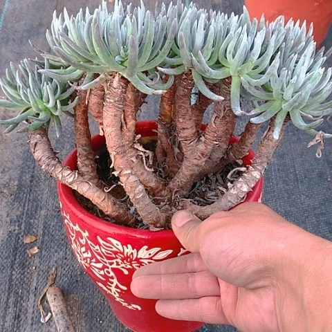 963爱杜丽丝仙女杯多肉植物