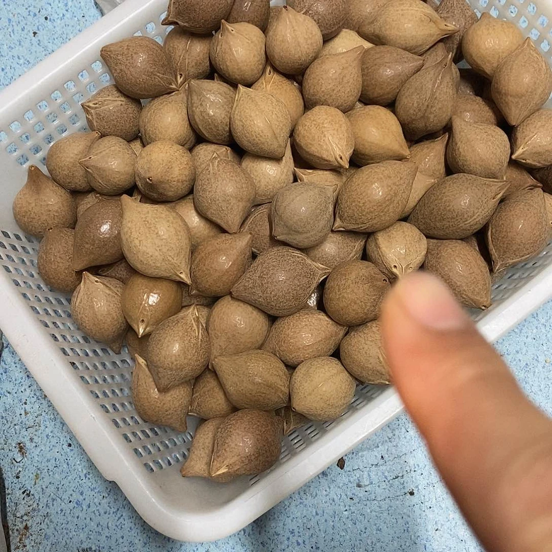 橄榄核吊坠50元发30颗