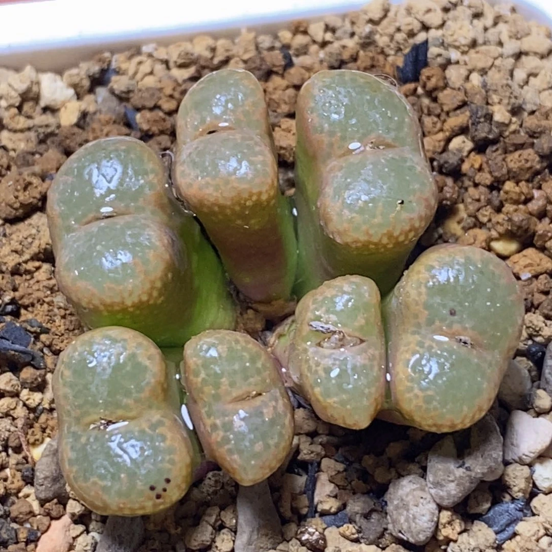 7头彩流苏7头彩流苏