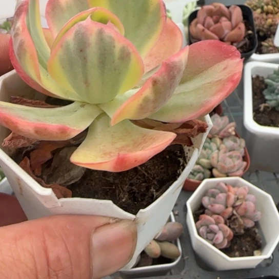 643西洋牡丹锦一物一拍多肉