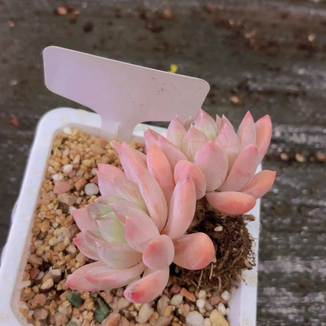 岁**美我的小可爱们都好可爱