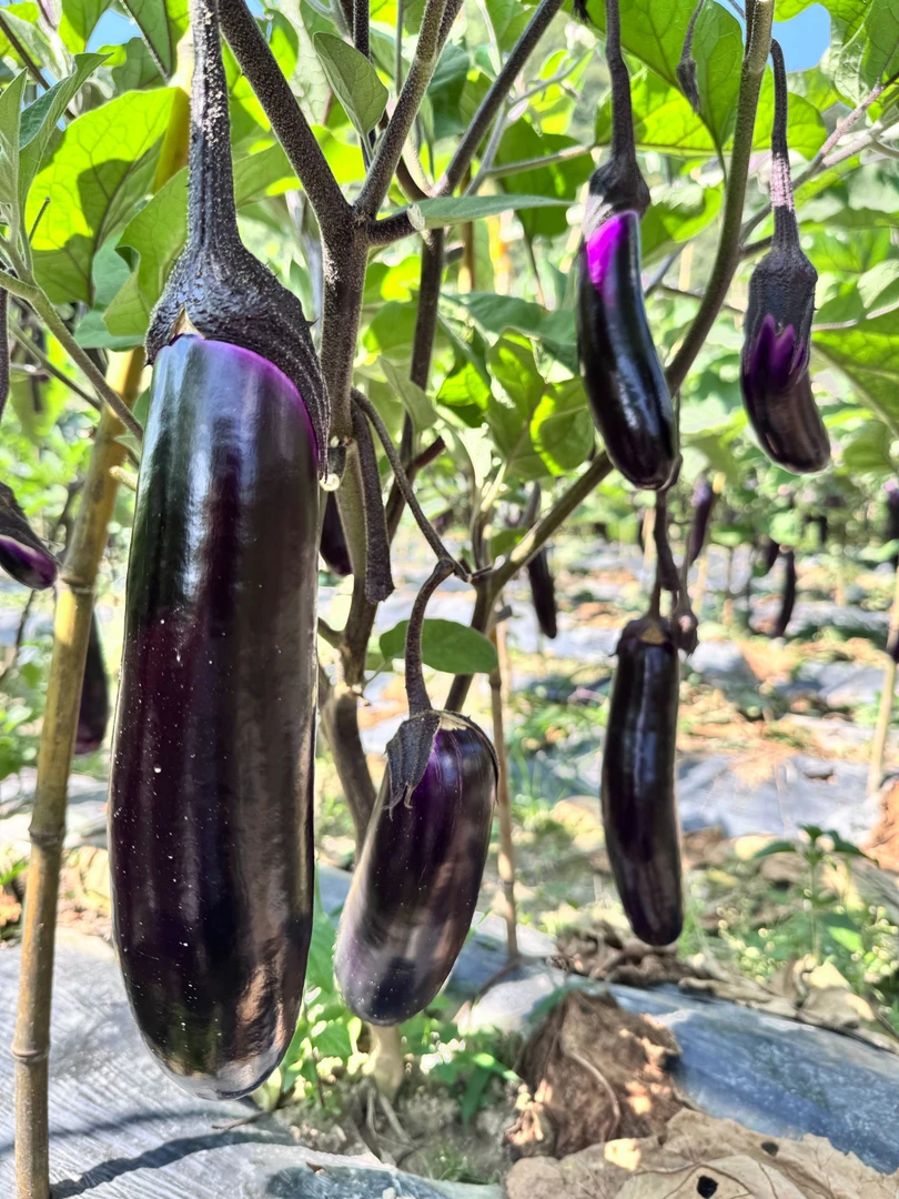 贵州露天种植新鲜现摘紫皮长茄子5斤