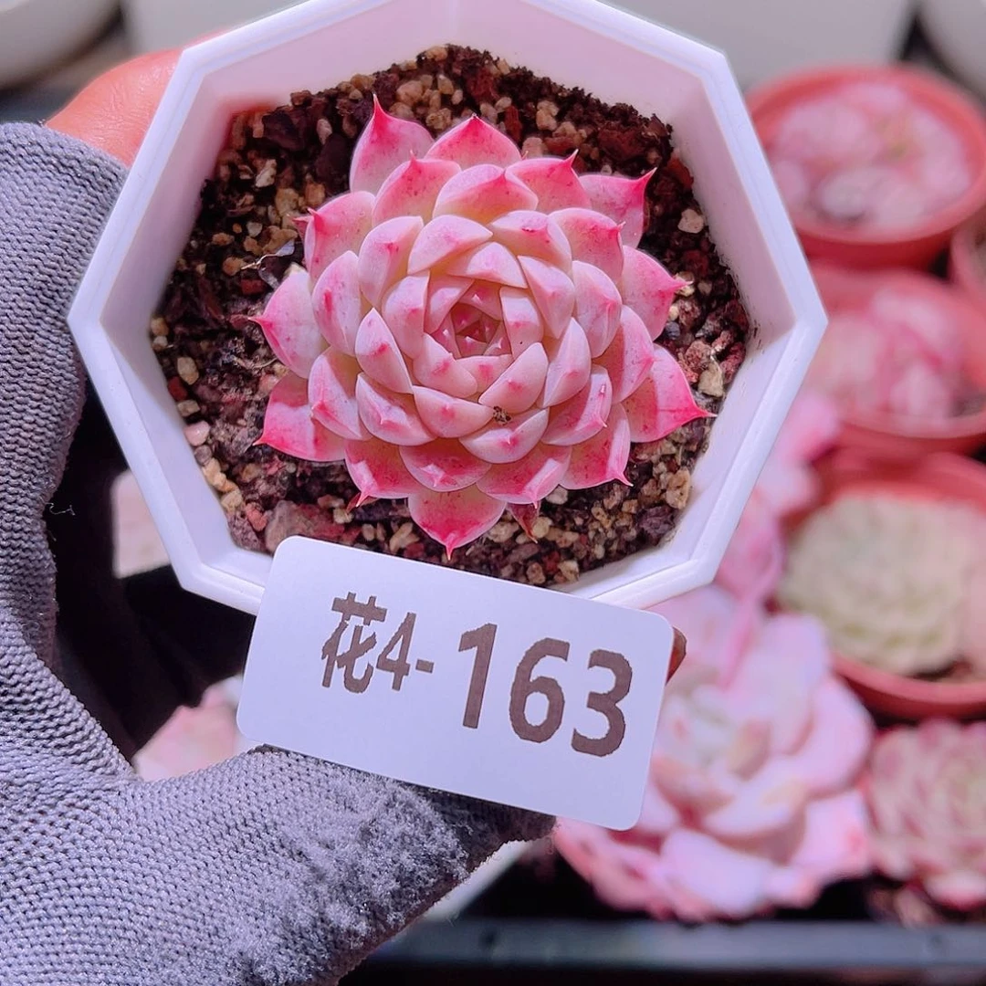 花04-163麻薯单头