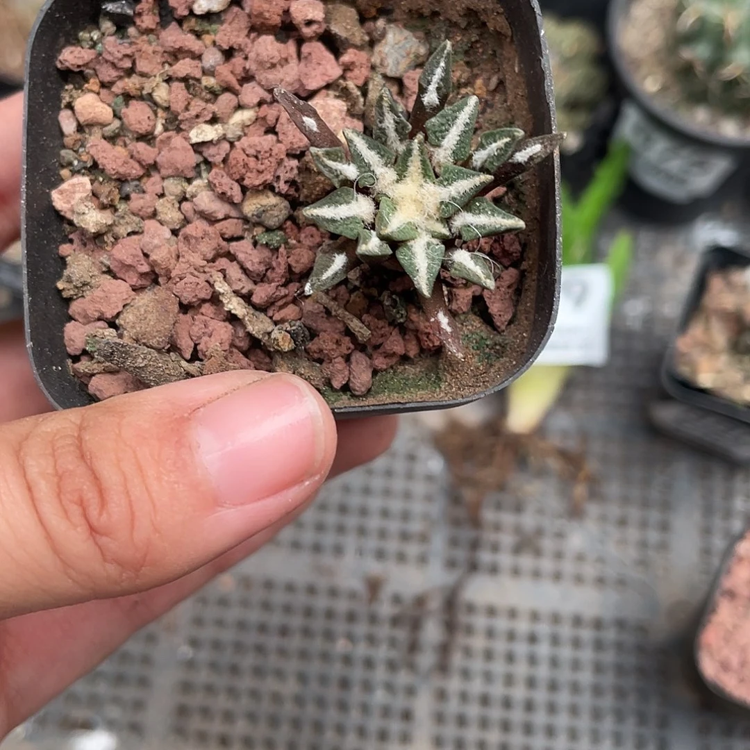 881黑牡丹仙人球植物