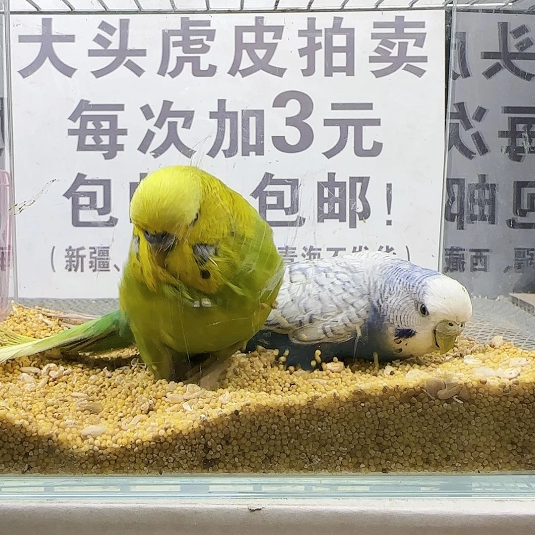 虎皮鹦鹉大头鹦鹉