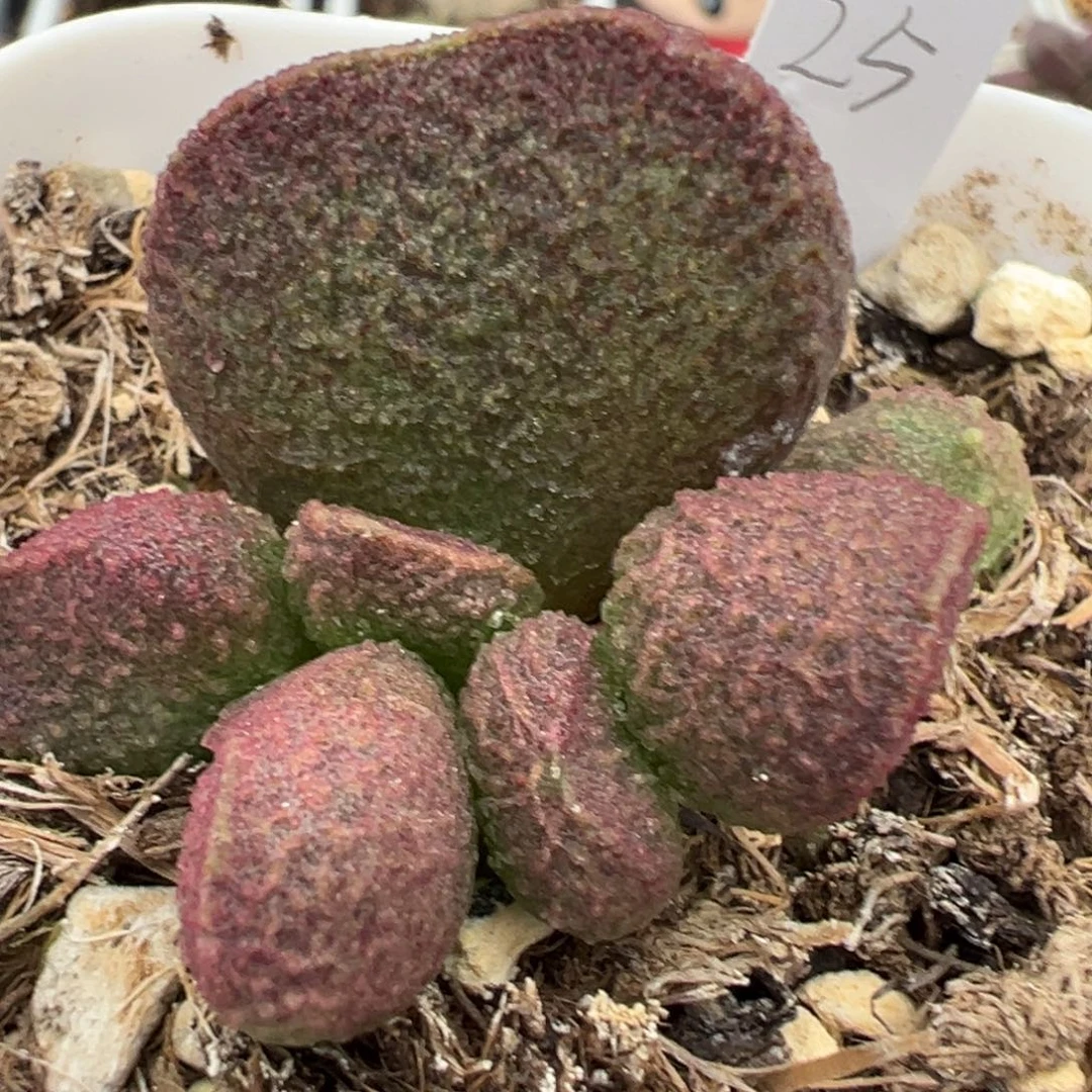 实生新品大苗多肉植物水泡