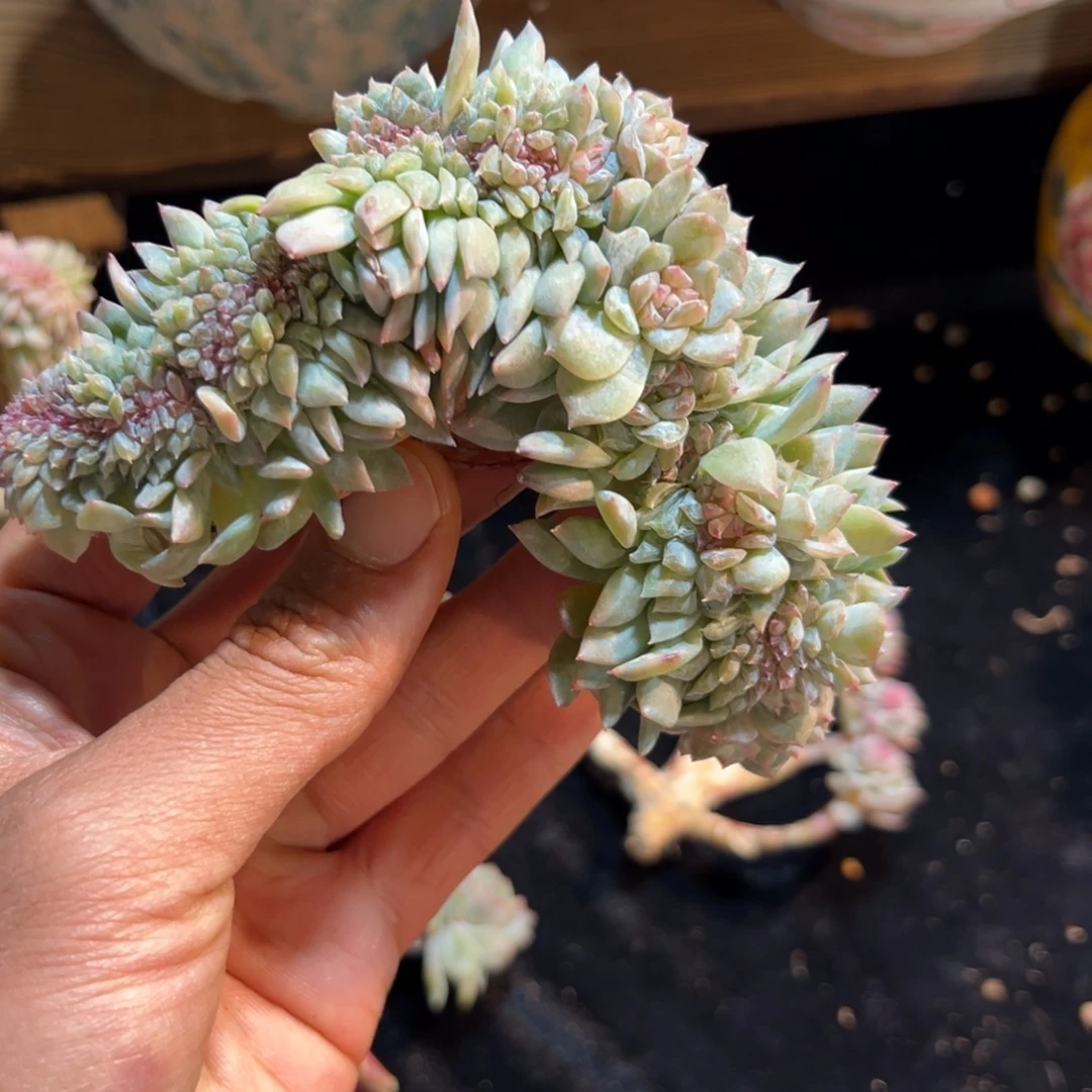 新年快乐 新年快乐