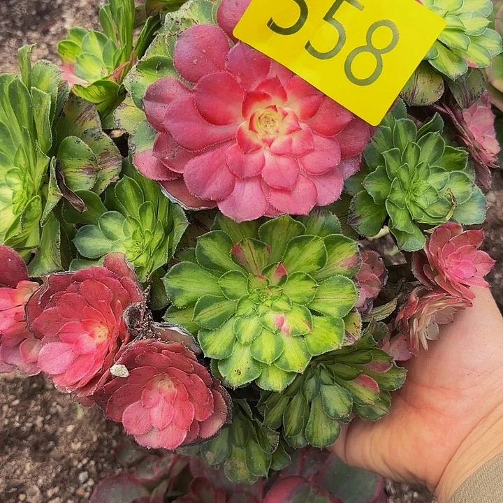 多肉植物福利558个