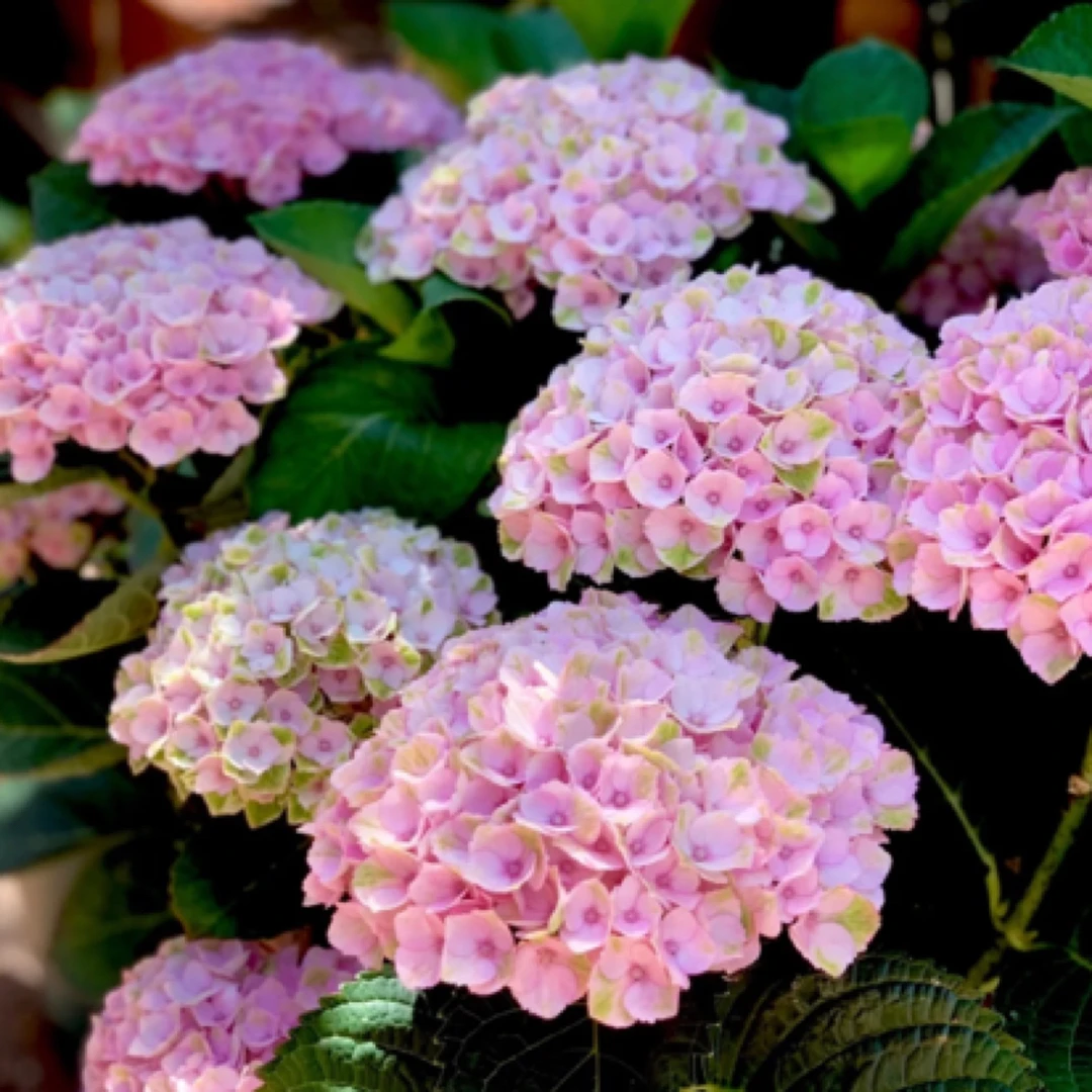 【魔幻革命】大花绣球花苗耐冷耐热庭院室内易活四季开花阳台绿植