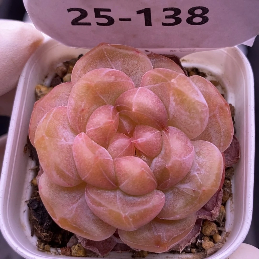 【闪购商品】25-138