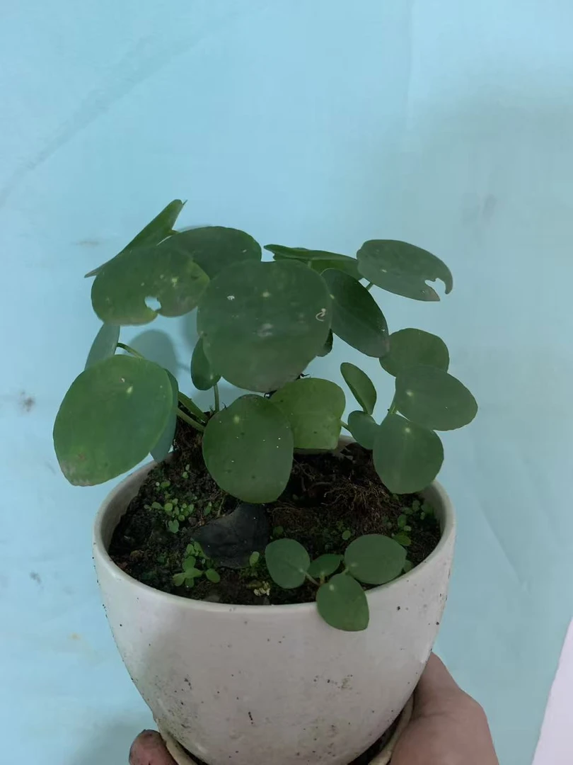 《镜面草》原产地直发，一手货源可批发零售