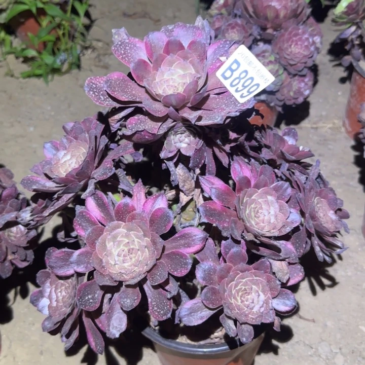 烟花……不包断枝……