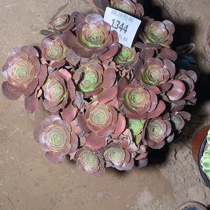 1344魅金玫瑰多肉植物