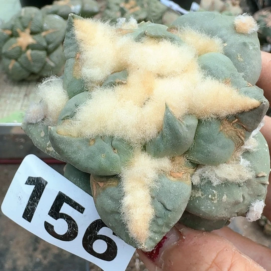 【闪购商品】无花朵南****园勾尤牡丹156