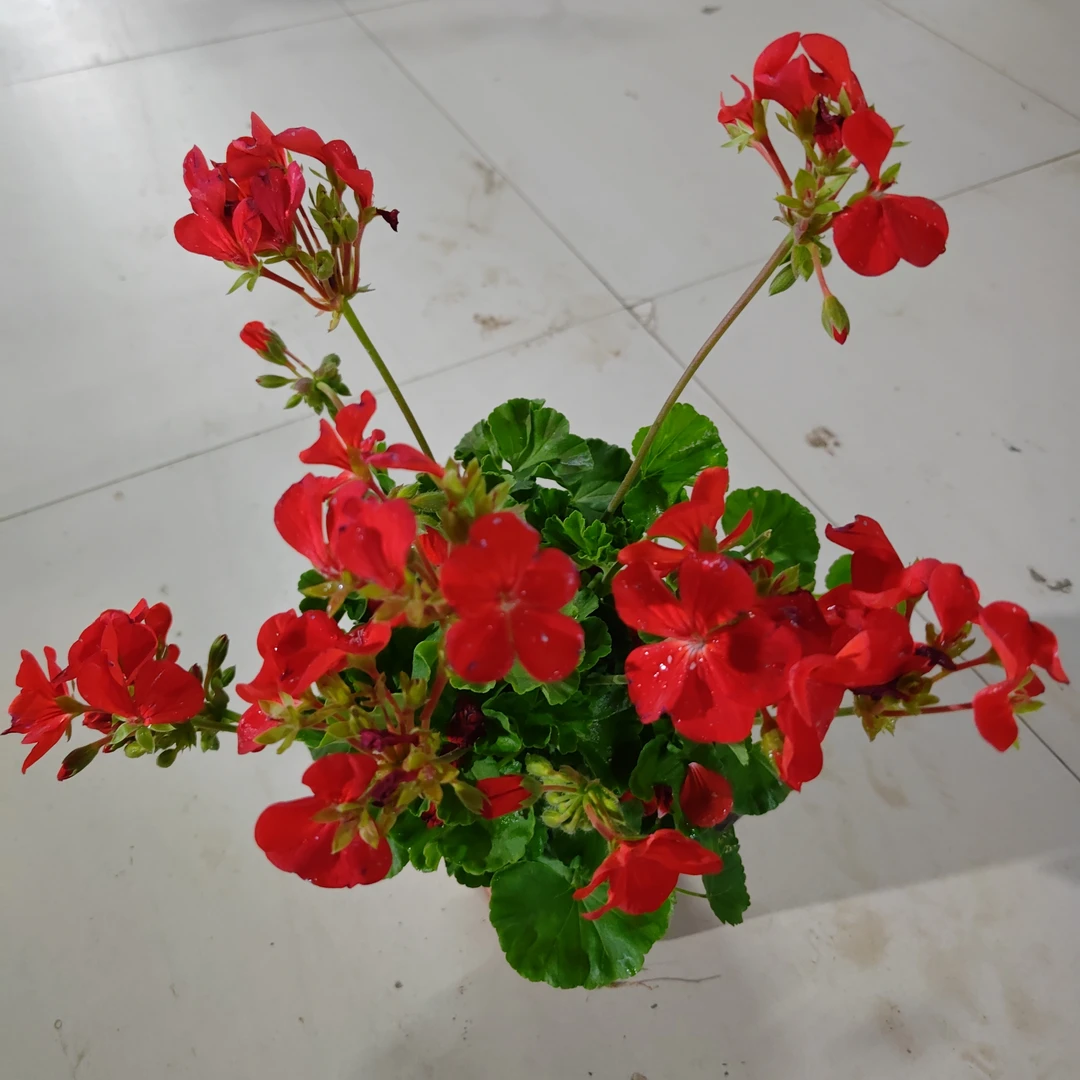 天竺葵绿植盆栽带花苞