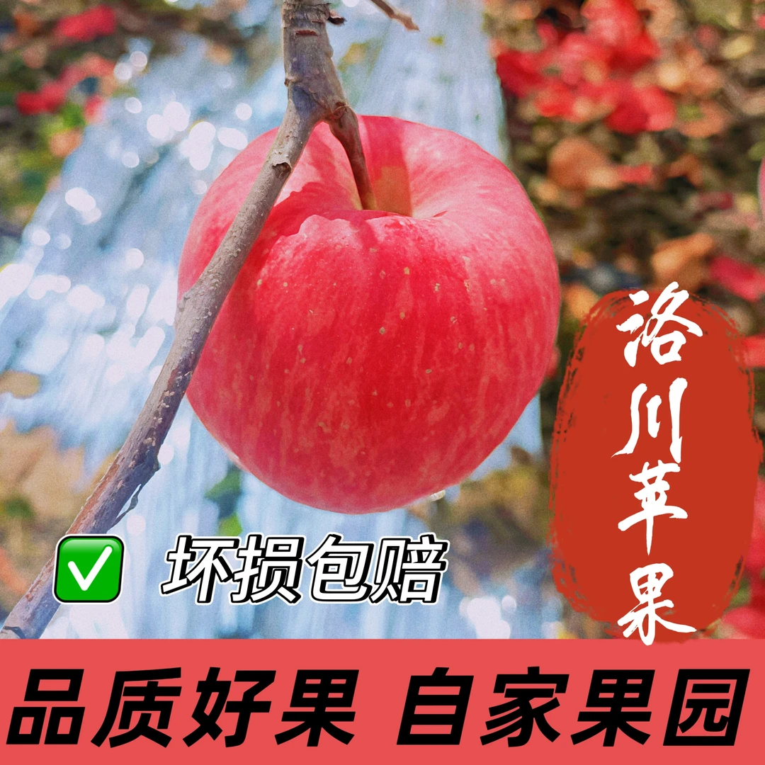 陕西延安红富士洛川苹果高品质鲜嫩多汁多款红润有光泽自家果园