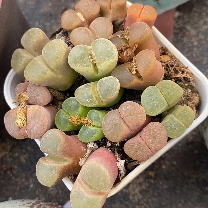 双头母本彩风铃一颗。