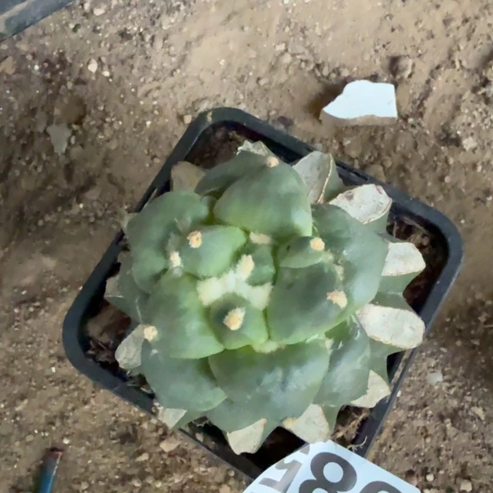 简***单985达摩光面蛋蛋牡丹
