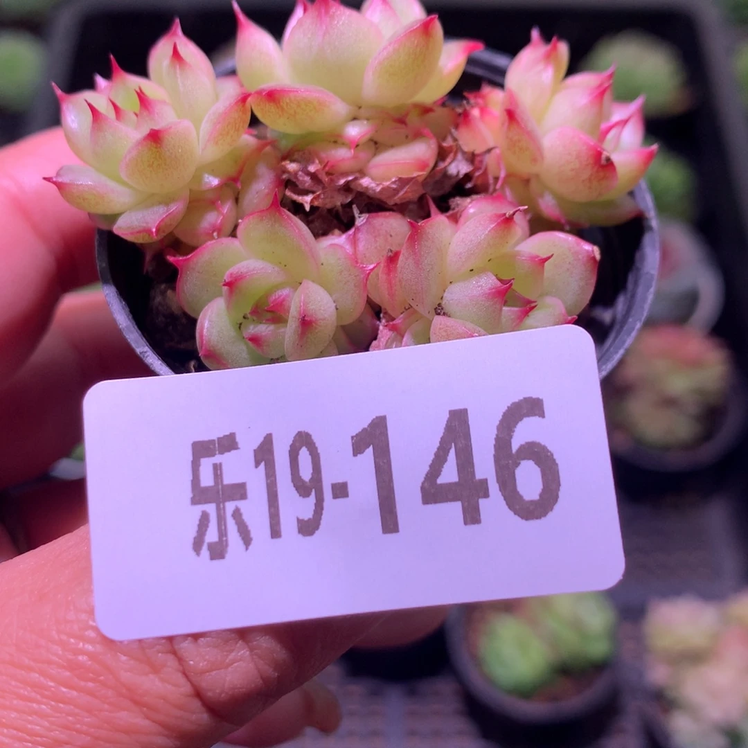 乐然19-146 海王群