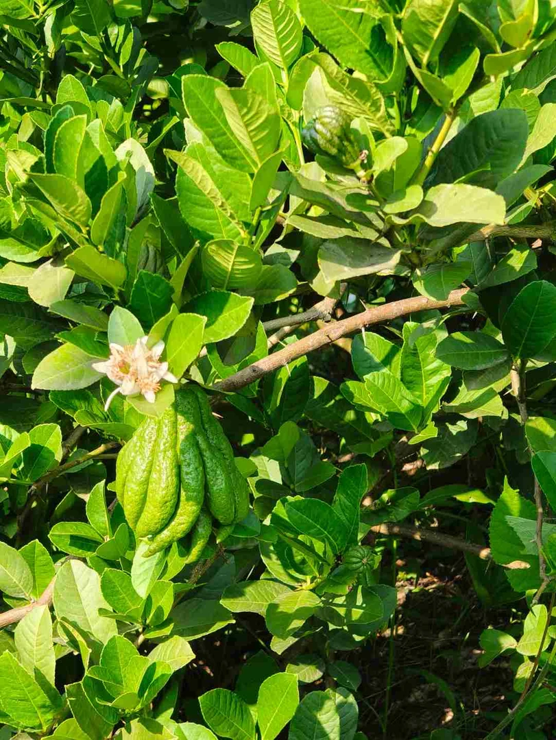 新鲜采摘川佛手柑聚宝盆水培食用有（果斑果纹不售后）基地直发