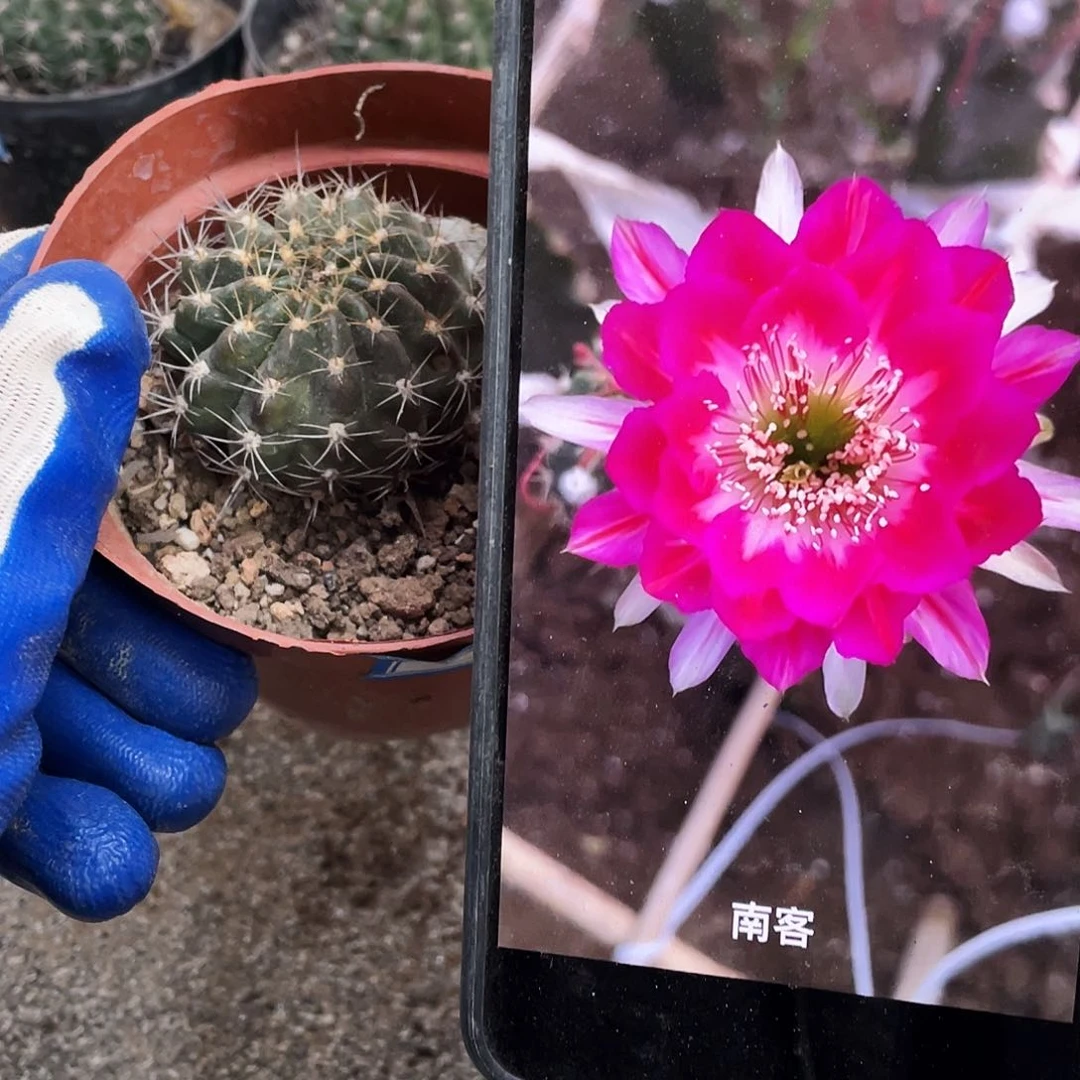 南客自根球5公分以上满18包邮