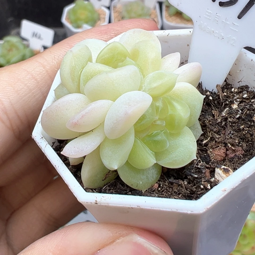459号现金3头 晗雨多肉