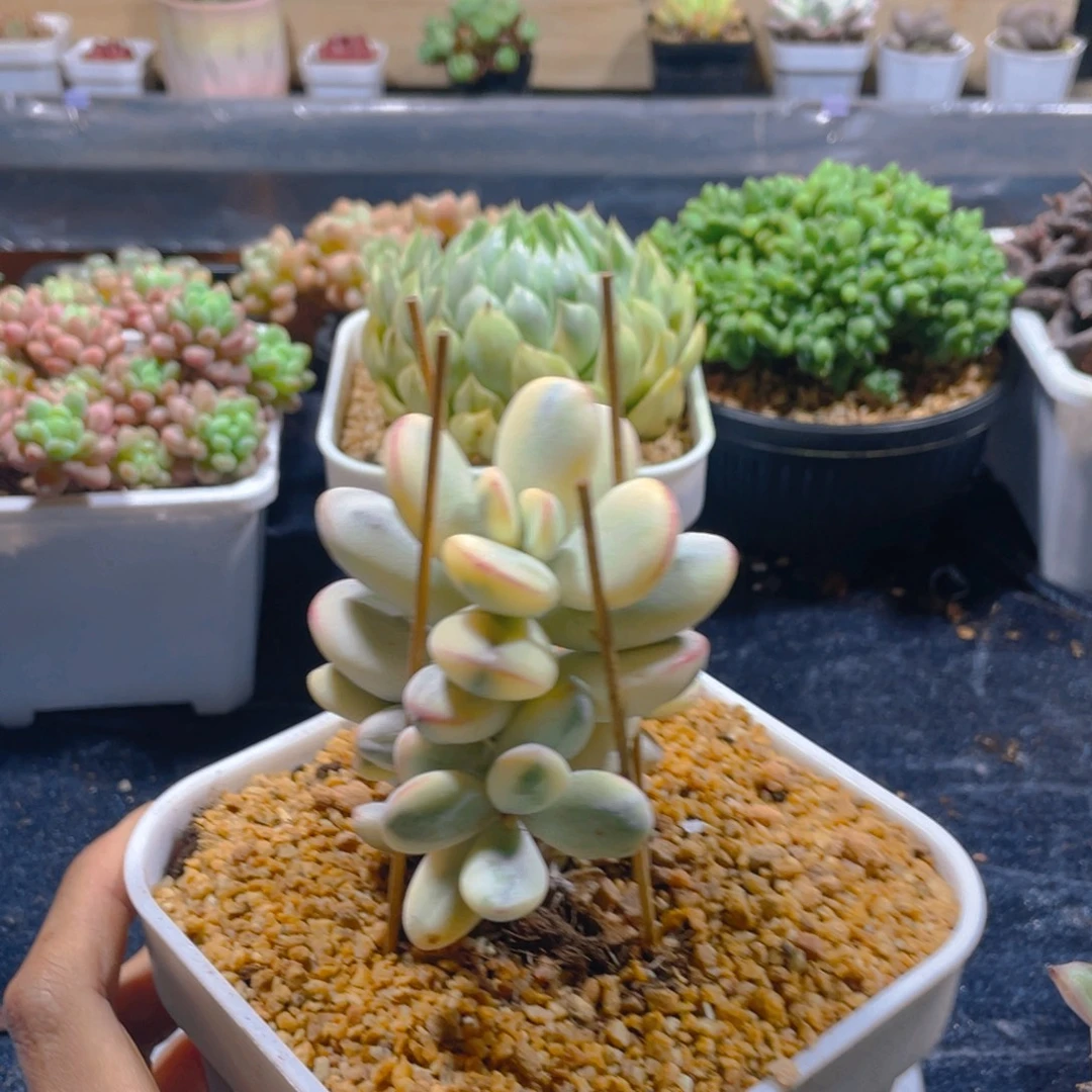 乒乓福娘锦多肉植物一棵