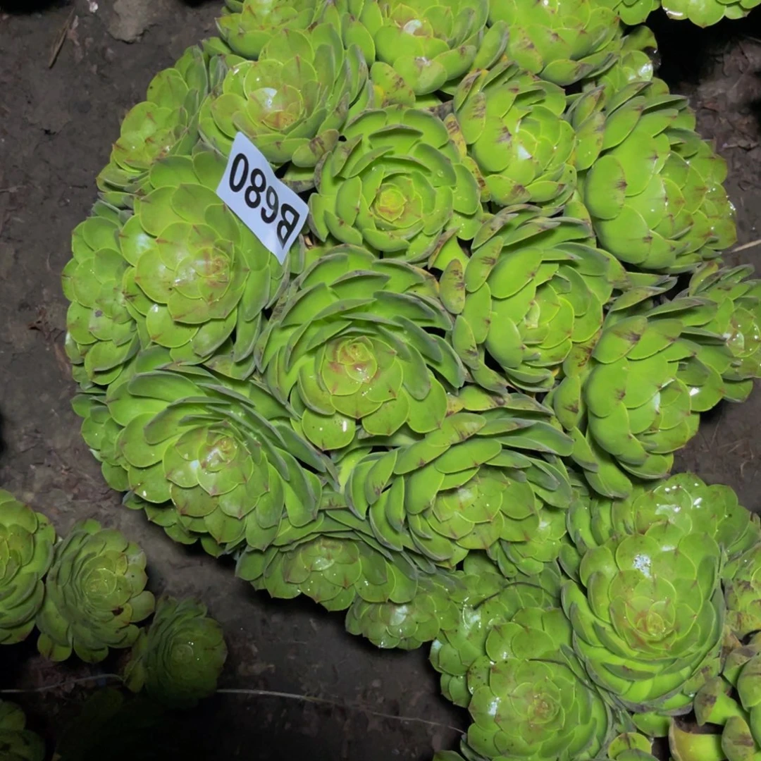 万拉丝14-//13包邮