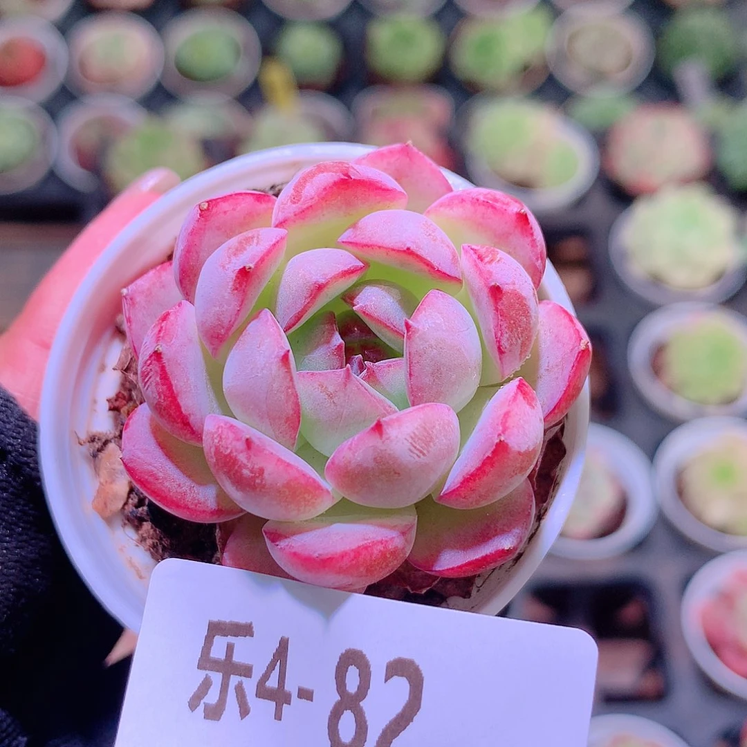 乐然4-82 新品单头