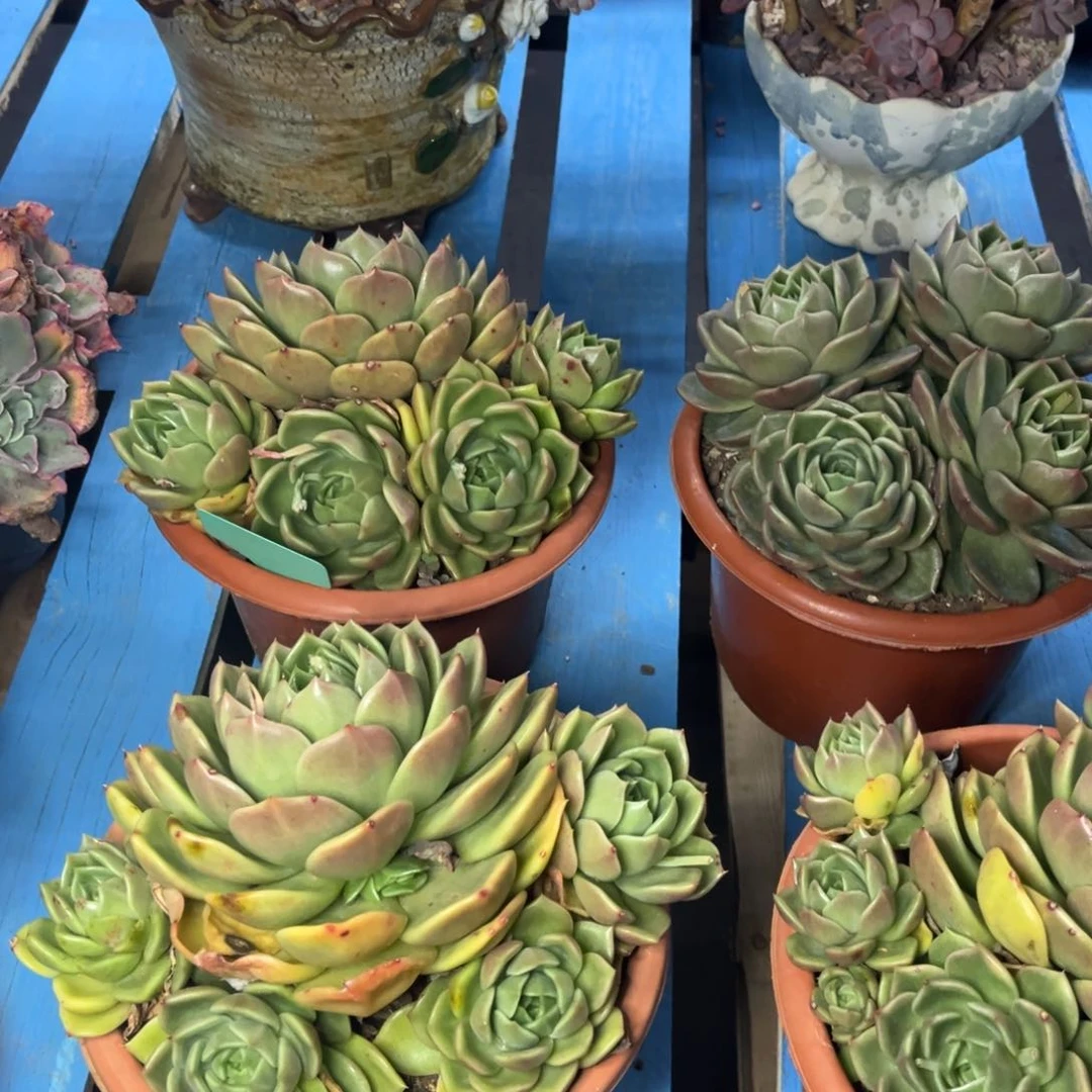 小雨多肉群生白玫瑰