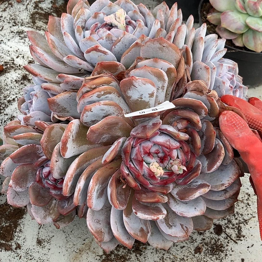 260 石榴籽一物一拍