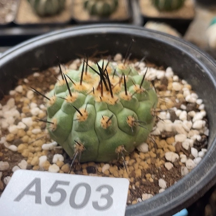 仙人球503号球黑王