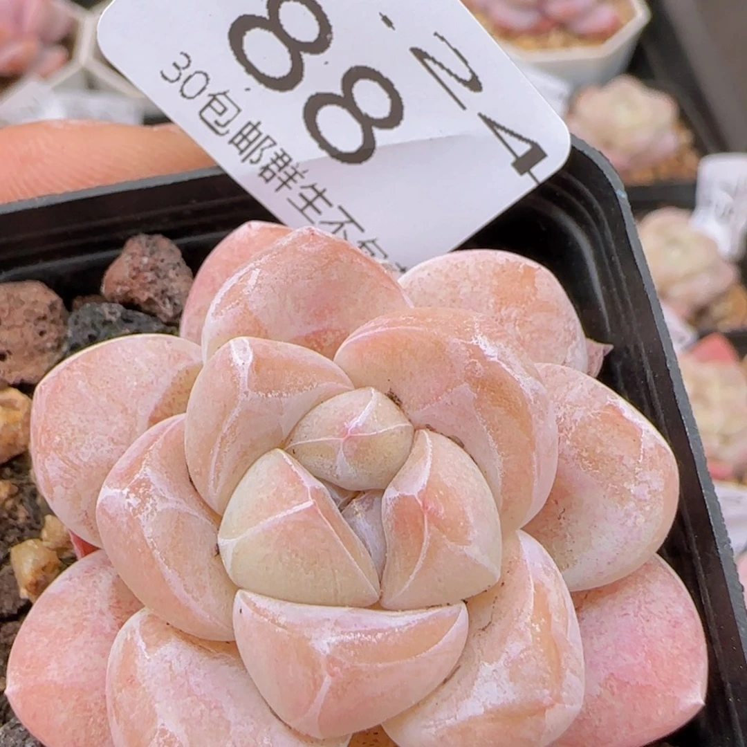 糖心冰玉单头一颗