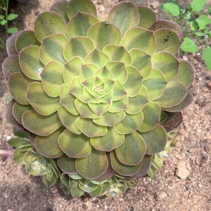 雨荷手捧多肉植物量