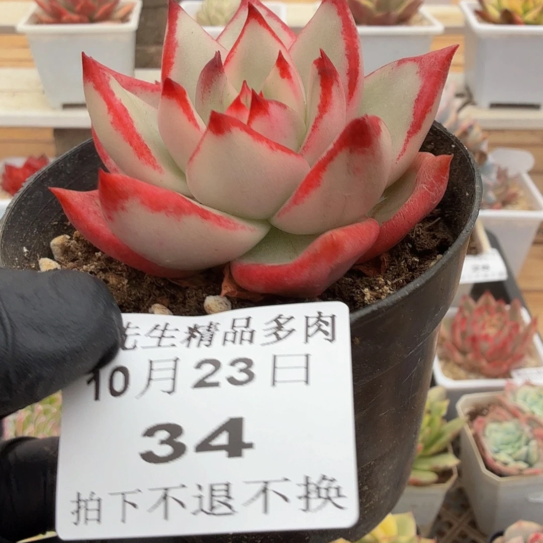 1023-34樱花玛丽亚锦