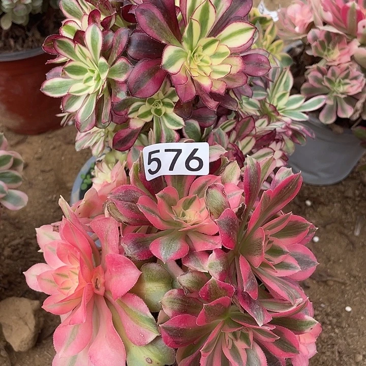 576组合无售后多肉葡萄