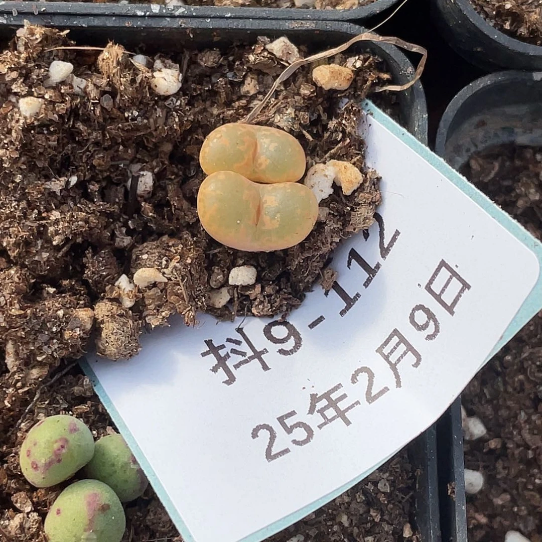 山*9-112肉锥多肉植物