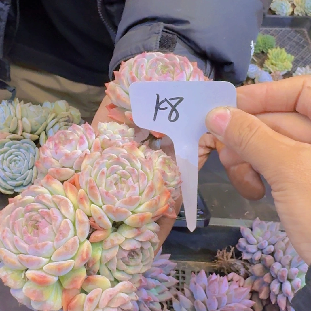 低***念多肉植物的生长发育